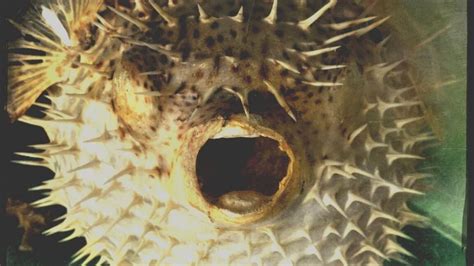 scary fish|Top 10 Scary Fish You Never Want to Encounter .